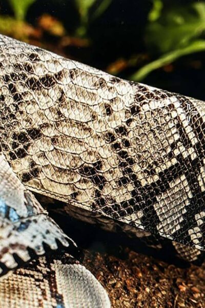 Jaana crossbody python black Fred De La Bretoniere